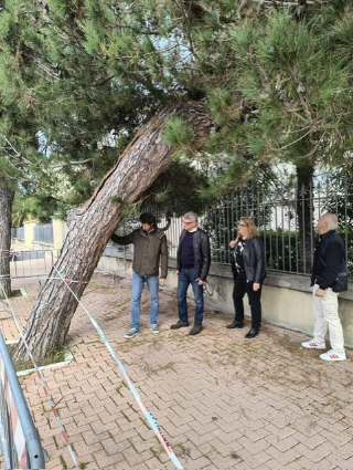 Pesaro - Pino pericolante in viale Trieste, Aspes procede con l’abbattimento